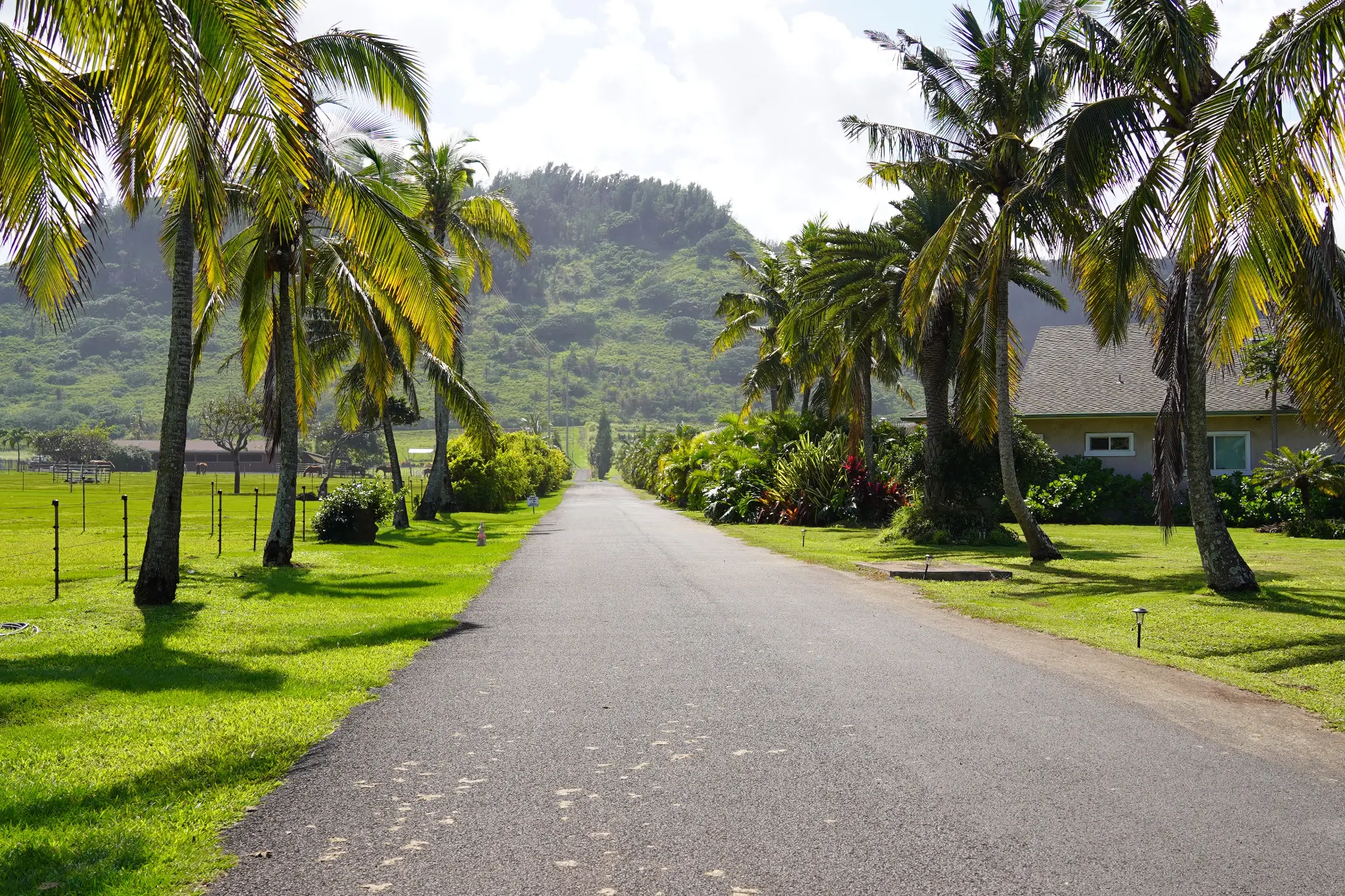 Palm-lined driveway entrance to the Kawela estate